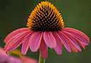 echinacea