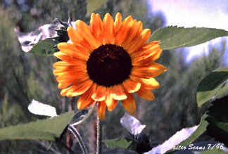 sunflower